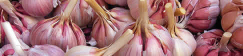 garlic