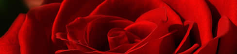 Valentines Day Rose