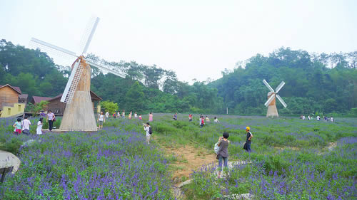 The lavender garden at Panlongxia in Zhaoqing