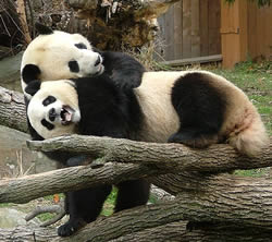 Hugging Pandas
